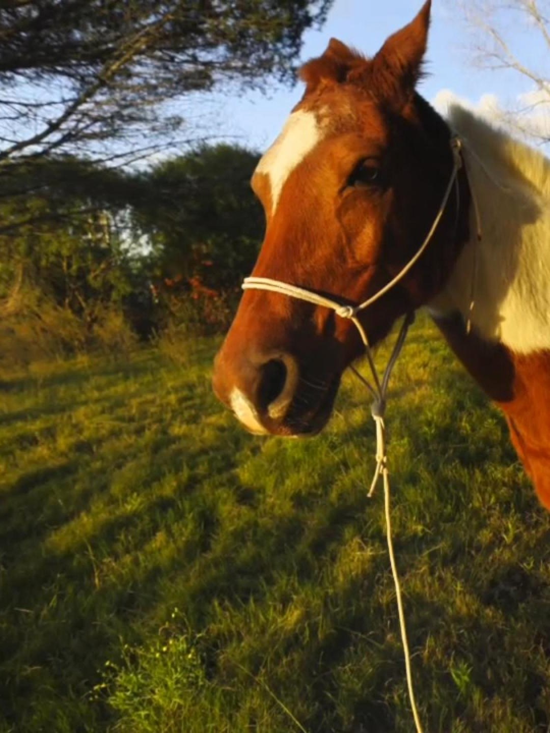 Fidei, a tobiano paint horse, standing tall in golden evening light, wearing a white rope halter