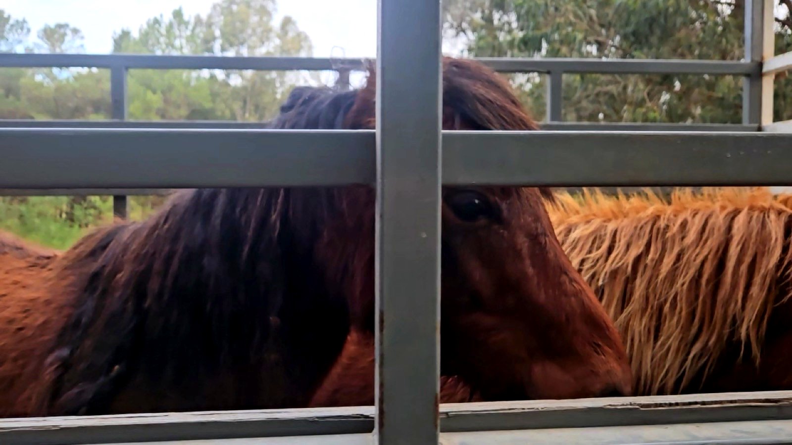 Penny, a young mare, looking out through the bars of a livestock truck