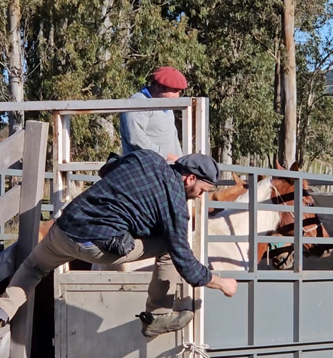 Martín climbing onto a livestock truck loaded with horses